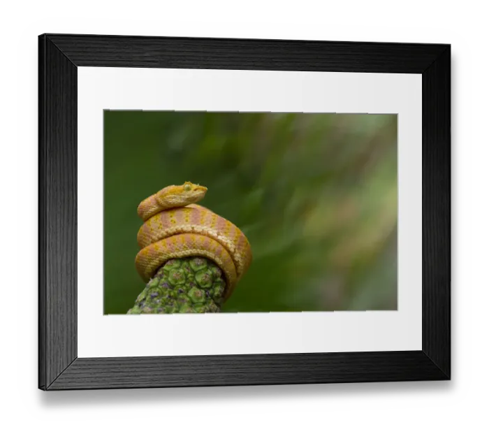 Framed Print : Eyelash palm pitviper (Bothriechis schlegelii) curled round plant, Canande, Esmeraldas Framed Print : Eyelash palm pitviper (Bothriechis schlegelii) curled round plant, Canande, Esmeraldas