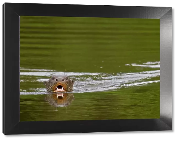 Giant river otter  /  Giant Brazillian otter (Pteronura brasiliensis) swimming, Tambopata