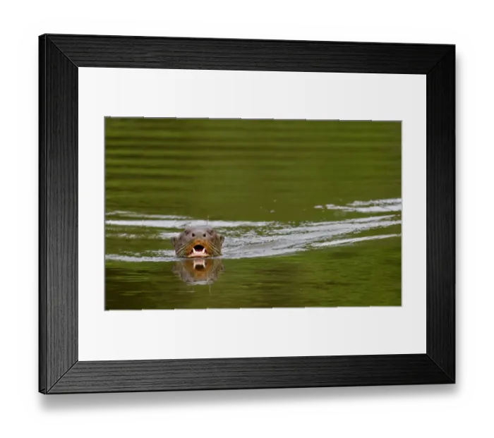 Framed Print : Giant river otter / Giant Brazillian otter (Pteronura brasiliensis) swimming, Tambopata Framed Print : Giant river otter / Giant Brazillian otter (Pteronura brasiliensis) swimming, Tambopata