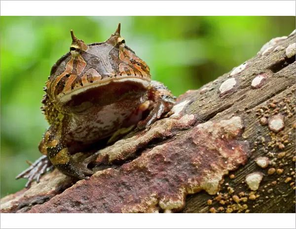 Amazon horned frog (Ceratophrys cornuta) portrait, Yasuni National Park, Orellana