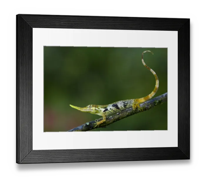 Framed Print : Pinocchio lizard (Anolis proboscis) male on twig, Mindo, Pichincha, Ecuador, January 2013 Framed Print : Pinocchio lizard (Anolis proboscis) male on twig, Mindo, Pichincha, Ecuador, January 2013