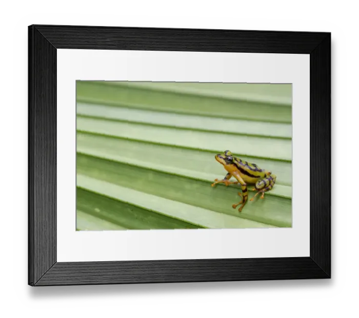 Framed Print : Ornate rainfrog (Pristimantis ornatissimus) on leaf, Otongachi, Santo Domingo de los Tsachilas Framed Print : Ornate rainfrog (Pristimantis ornatissimus) on leaf, Otongachi, Santo Domingo de los Tsachilas