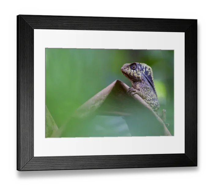 Framed Print : Smooth helmeted iguana (Corytophanes cristatus) portrait, Sarapiqui, Heredia, Costa Rica Framed Print : Smooth helmeted iguana (Corytophanes cristatus) portrait, Sarapiqui, Heredia, Costa Rica