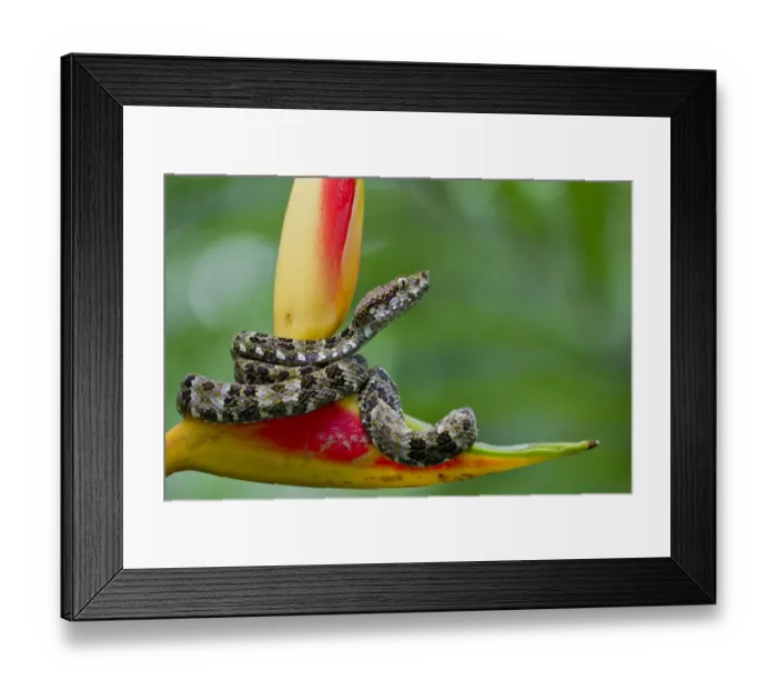 Framed Print : Speckled forest pit viper (Bothriopsis taeniata) on heliconia, Yasuni National Park Framed Print : Speckled forest pit viper (Bothriopsis taeniata) on heliconia, Yasuni National Park
