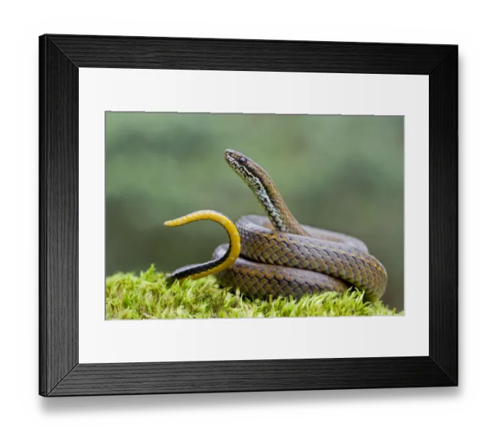 Framed Print : Spotted genuine snake (Saphenophis boursieri) portrait, waving tail in defensive display Framed Print : Spotted genuine snake (Saphenophis boursieri) portrait, waving tail in defensive display