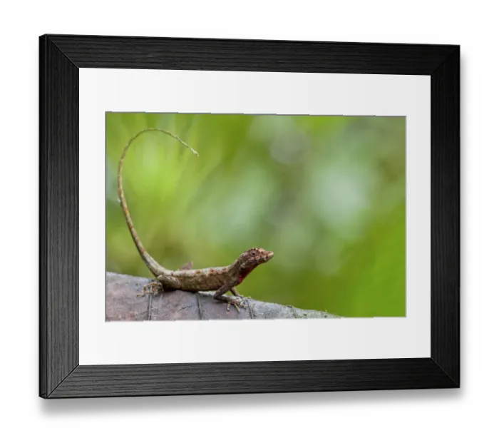 Framed Print : Lyre anole (Anolis lyra) on leaf, Chinambi, Carchi, Ecuador Framed Print : Lyre anole (Anolis lyra) on leaf, Chinambi, Carchi, Ecuador