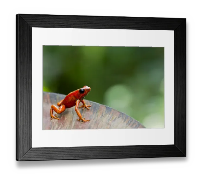 Framed Print : Little-devil poison frog (Oophaga sylvatica) on plant, Canande, Esmeraldas, Ecuador Framed Print : Little-devil poison frog (Oophaga sylvatica) on plant, Canande, Esmeraldas, Ecuador