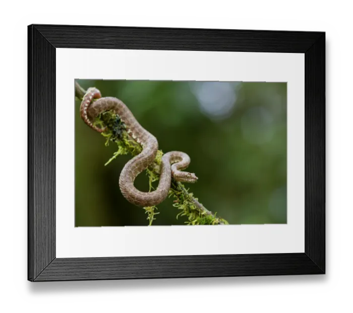 Framed Print : Eyelash viper (Bothriechis schlegelii) on twig, Canande, Esmeraldas, Ecuador Framed Print : Eyelash viper (Bothriechis schlegelii) on twig, Canande, Esmeraldas, Ecuador