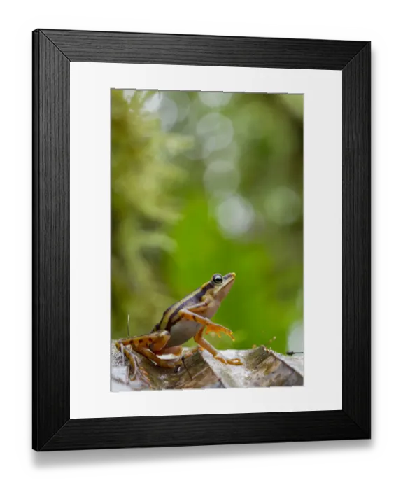 Framed Print : Longnose harlequin frog (Atelopus sp) on leaf, Chinambi, Carchi, Ecuador Framed Print : Longnose harlequin frog (Atelopus sp) on leaf, Chinambi, Carchi, Ecuador