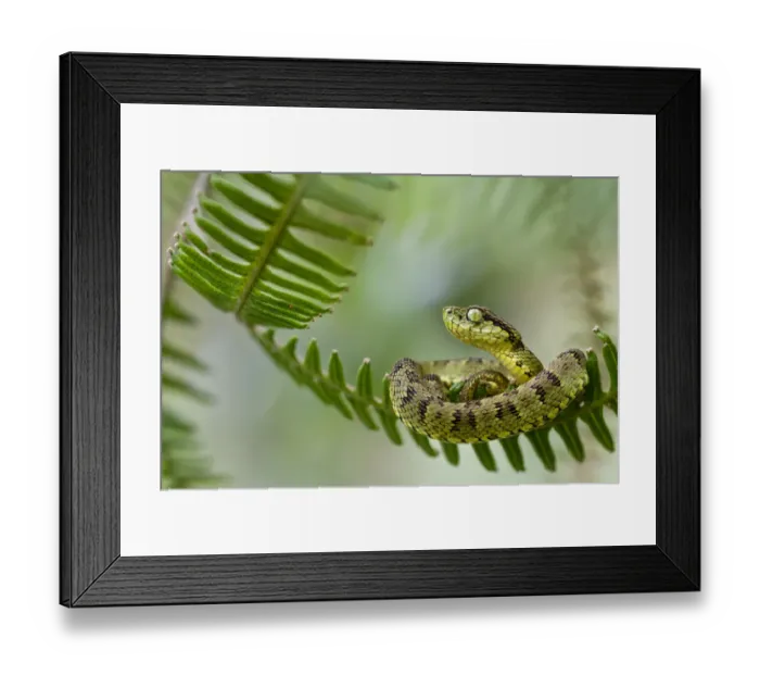 Framed Print : Andean forest pit viper (Bothriopsis pulchra) curled up on fern, Sumaco, Napo, Ecuador Framed Print : Andean forest pit viper (Bothriopsis pulchra) curled up on fern, Sumaco, Napo, Ecuador
