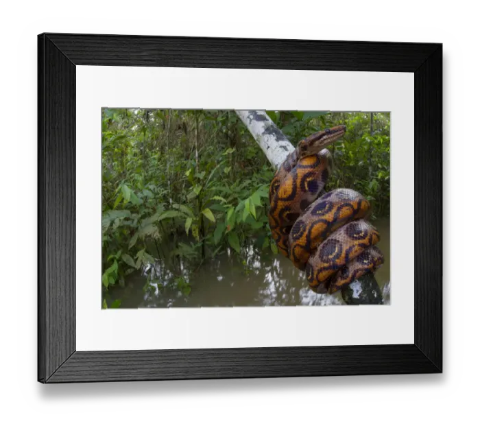 Framed Print : Rainbow boa (Epicrates cenchria) wound round branch over water, Tambopata, Madre de Dios