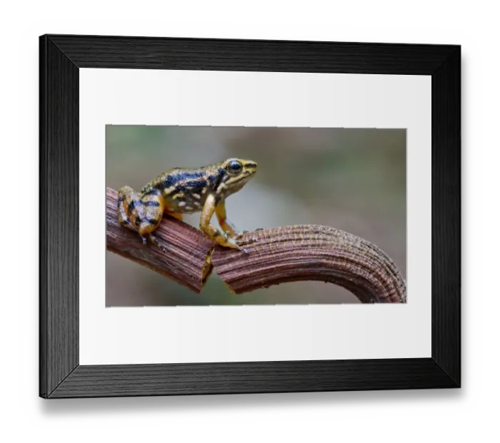 Framed Print : Awa rocket frog (Hyloxalus awa) on stem, Rio Silanche, Pichincha, Ecuador, October 2013 Framed Print : Awa rocket frog (Hyloxalus awa) on stem, Rio Silanche, Pichincha, Ecuador, October 2013