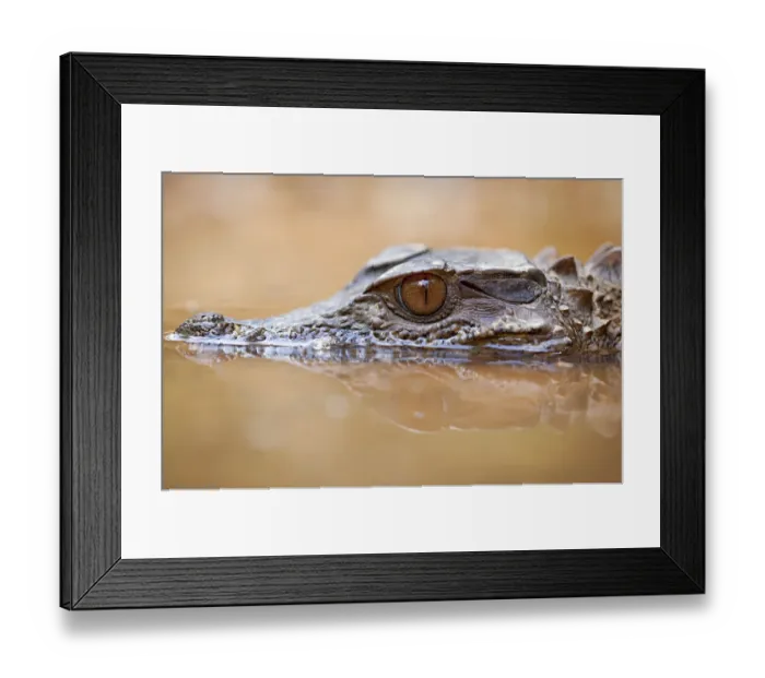 Framed Print : Smooth-fronted caiman / Crowned dwarf caiman (Paleosuchus trigonatus) head above water Framed Print : Smooth-fronted caiman / Crowned dwarf caiman (Paleosuchus trigonatus) head above water