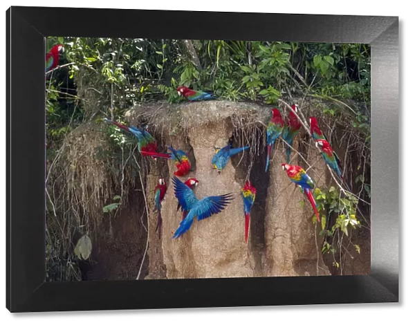 Scarlet macaws (Ara macao) on salt lick, Tambopata, Madre de Dios, Peru