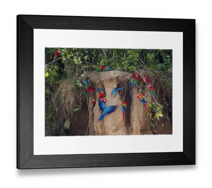 Framed Print : Scarlet macaws (Ara macao) on salt lick, Tambopata, Madre de Dios, Peru Framed Print : Scarlet macaws (Ara macao) on salt lick, Tambopata, Madre de Dios, Peru