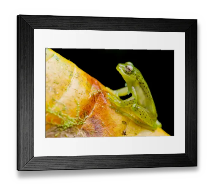 Framed Print : Emerald glass frog (Espadarana prosoblepon) portrait, sitting on leaf, Buenaventura Reserve Framed Print : Emerald glass frog (Espadarana prosoblepon) portrait, sitting on leaf, Buenaventura Reserve