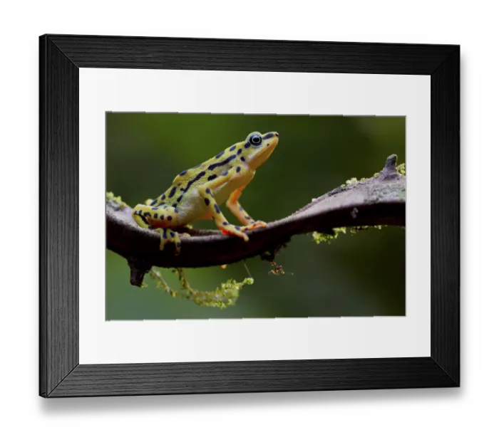 Framed Print : Rio pescado harlequin toad (Atelopus balios) female on branch, Azuay, Ecuador, Critically Framed Print : Rio pescado harlequin toad (Atelopus balios) female on branch, Azuay, Ecuador, Critically