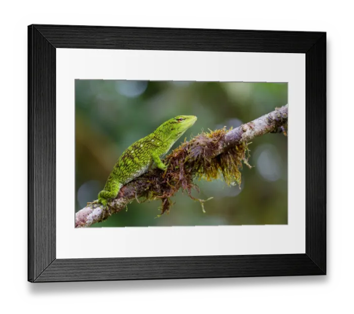 Framed Print : Chocoan green anole (Anolis parvauritus) on twig, Canande, Esmeraldas, Ecuador Framed Print : Chocoan green anole (Anolis parvauritus) on twig, Canande, Esmeraldas, Ecuador