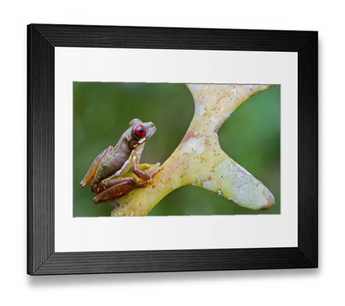 Framed Print : Rufous-eyed stream frog (Duellmanohyla rufioculis) on plant Framed Print : Rufous-eyed stream frog (Duellmanohyla rufioculis) on plant