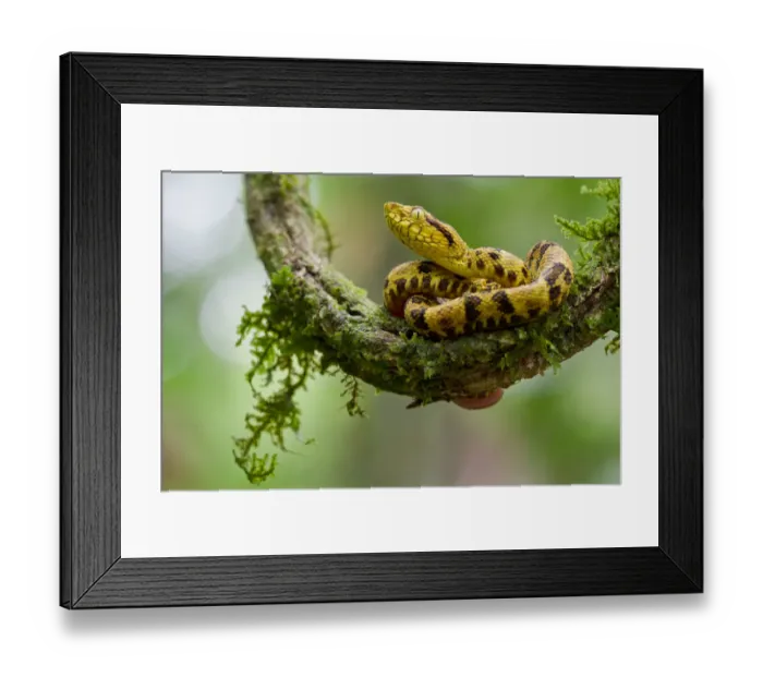 Framed Print : Juvenile Spotted lancehead (Bothrops punctatus) curled up on branch, Rio Silanche Framed Print : Juvenile Spotted lancehead (Bothrops punctatus) curled up on branch, Rio Silanche