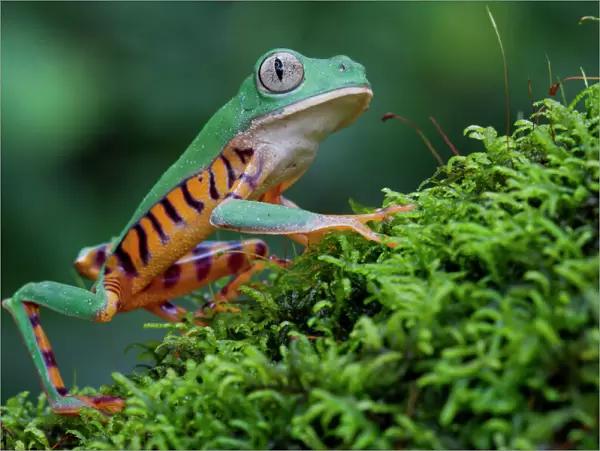 Tiger leg monkey frog  /  Tiger-striped monkey frog (Phyllomedusa tomopterna) portrait