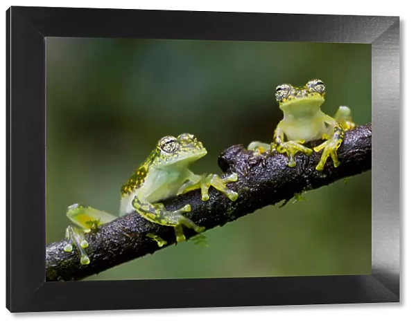 Two Yellow-flecked glass frogs  /  White-spotted cochran frogs (Sachatamia albomaculata) on branch