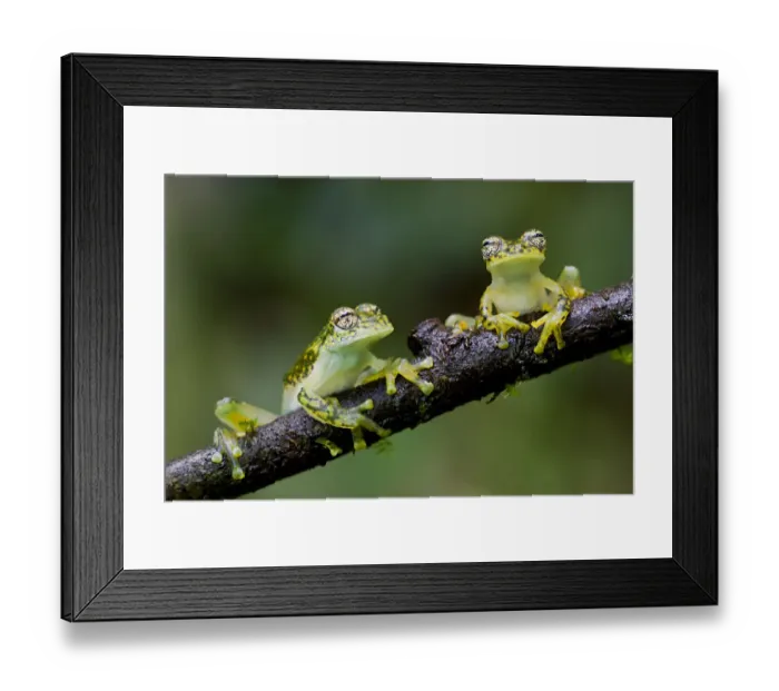 Framed Print : Two Yellow-flecked glass frogs / White-spotted cochran frogs (Sachatamia albomaculata) on branch Framed Print : Two Yellow-flecked glass frogs / White-spotted cochran frogs (Sachatamia albomaculata) on branch