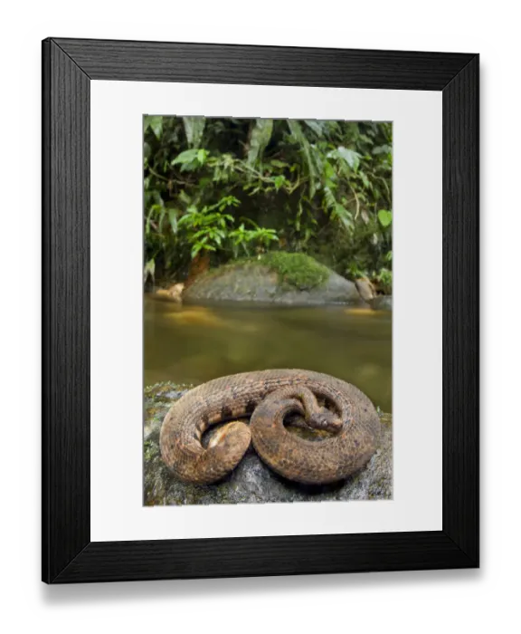 Framed Print : Northern eyelash boa (Trachyboa boulengeri) curled up on rock by stream, Canande Framed Print : Northern eyelash boa (Trachyboa boulengeri) curled up on rock by stream, Canande
