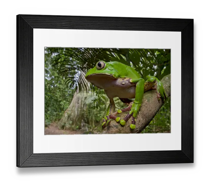 Framed Print : Giant monkey frog / Blue and yellow frog (Phyllomedusa bicolor) on branch, Tambopata Framed Print : Giant monkey frog / Blue and yellow frog (Phyllomedusa bicolor) on branch, Tambopata