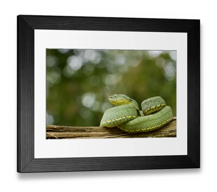 Framed Print : Two striped forest pitviper (Bothriopsis bilineata) curled up on log, Yasuni National Park Framed Print : Two striped forest pitviper (Bothriopsis bilineata) curled up on log, Yasuni National Park