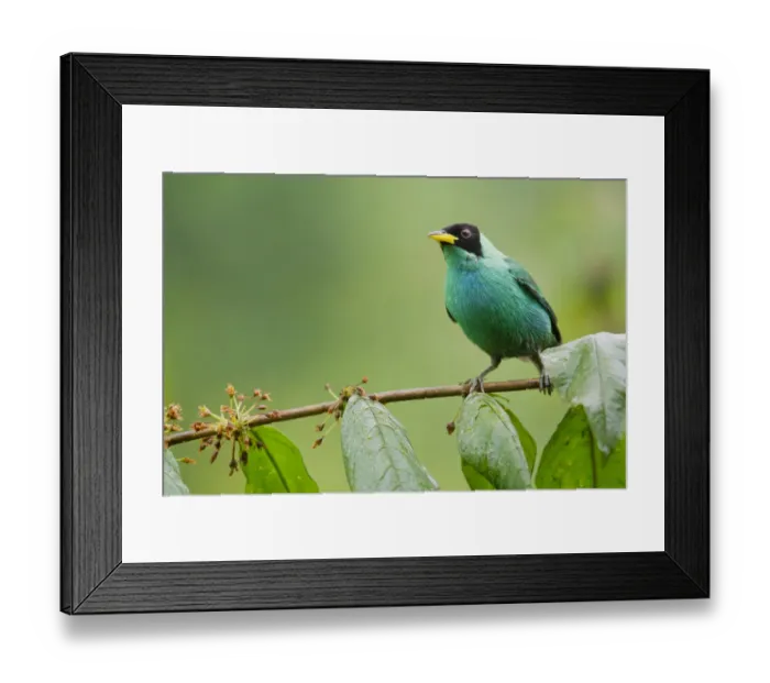 Framed Print : Green honeycreeper (Chlorophanes spiza) portrait, perched on twig, Pinas, El Oro, Ecuador Framed Print : Green honeycreeper (Chlorophanes spiza) portrait, perched on twig, Pinas, El Oro, Ecuador