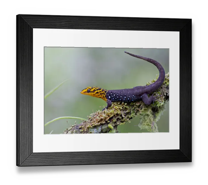 Framed Print : Shieldhead gecko (Gonatodes caudiscutatus) on branch, Canande, Esmeraldas, Ecuador