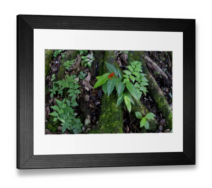 Framed Print : Little-devil poison frog (Oophaga sylvatica) on leaves, Canande, Esmeraldas, Ecuador Framed Print : Little-devil poison frog (Oophaga sylvatica) on leaves, Canande, Esmeraldas, Ecuador