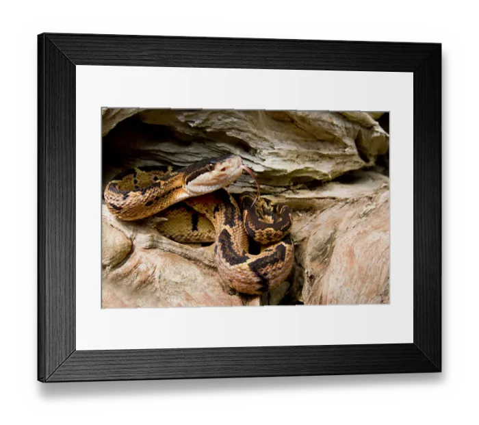 Framed Print : Black-headed bushmaster (Lachesis melanocephala) with tongue extended, Siquirres Framed Print : Black-headed bushmaster (Lachesis melanocephala) with tongue extended, Siquirres