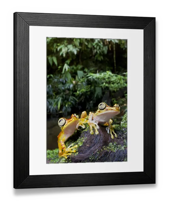 Framed Print : Two Imbabura tree frogs (Hypsiboas picturatus) on log, Canande, Esmeraldas, Ecuador Framed Print : Two Imbabura tree frogs (Hypsiboas picturatus) on log, Canande, Esmeraldas, Ecuador