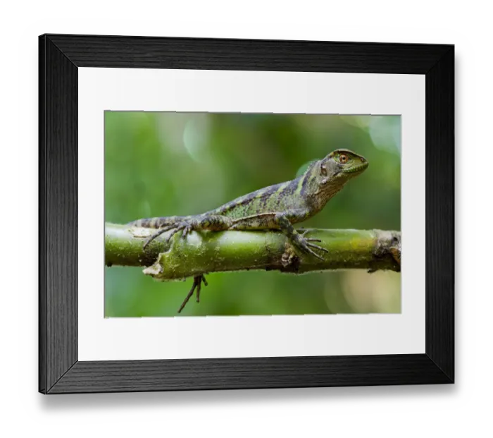 Framed Print : Amazon wood lizard / Guichenots dwarf iguana (Enyalioides laticeps) portrait Framed Print : Amazon wood lizard / Guichenots dwarf iguana (Enyalioides laticeps) portrait