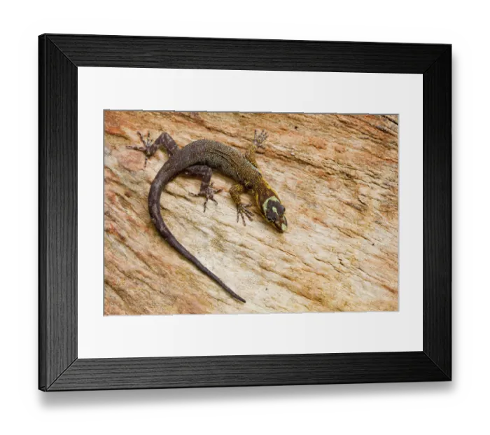 Framed Print : Rainbow sun gecko (Gonatodes humeralis) on wood, Cuyabeno, Sucumbios, Ecuador Framed Print : Rainbow sun gecko (Gonatodes humeralis) on wood, Cuyabeno, Sucumbios, Ecuador