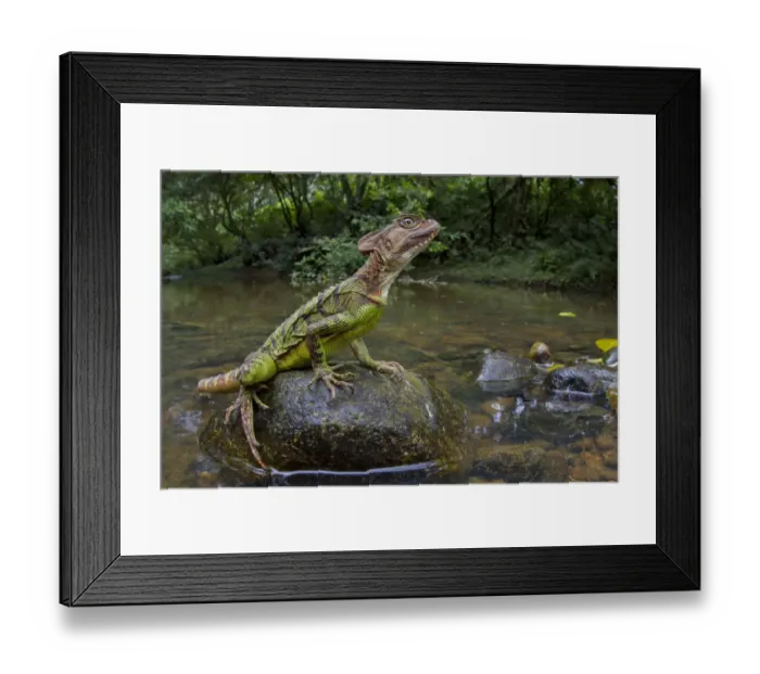 Framed Print : Common basilisk (Basiliscus basiliscus) on rock in river, Canande, Esmeraldas, Ecuador Framed Print : Common basilisk (Basiliscus basiliscus) on rock in river, Canande, Esmeraldas, Ecuador