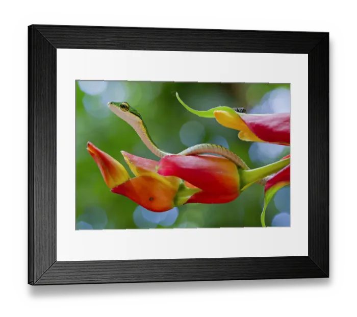Framed Print : Chocoan parrot snake (Leptophis bocourti) on heliconia flower with fly in background Framed Print : Chocoan parrot snake (Leptophis bocourti) on heliconia flower with fly in background