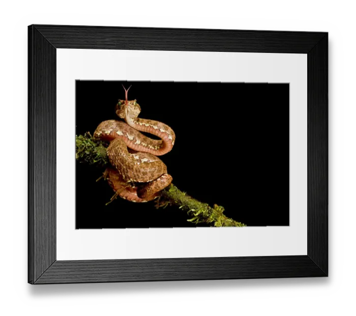 Framed Print : Eyelash viper (Bothriechis schlegelii) with tongue extended on branch, Canande, Esmeraldas Framed Print : Eyelash viper (Bothriechis schlegelii) with tongue extended on branch, Canande, Esmeraldas