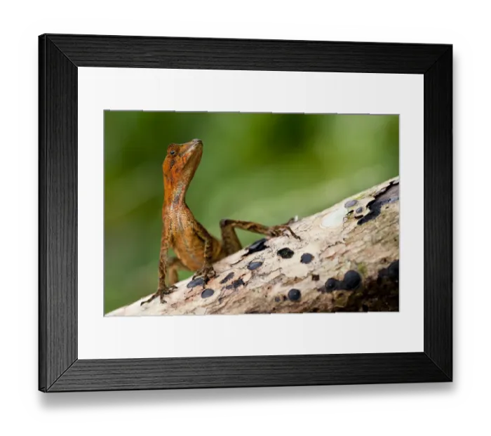 Framed Print : Yellow-tongued  /  Dim anole (Anolis scypheus) on log, Yasuni National Park, Orellana