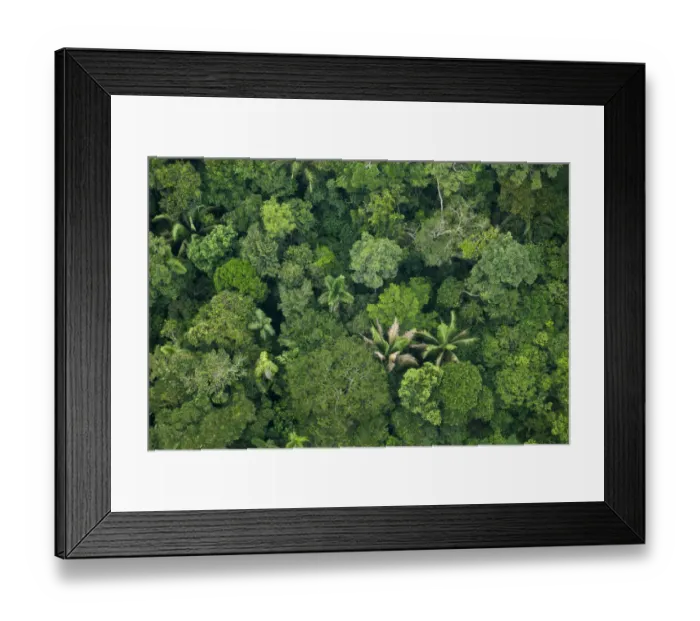 Framed Print : Aerial view of Amazonian canopy, Yasuni National Park, Orellana, Ecuador, March 2012 Framed Print : Aerial view of Amazonian canopy, Yasuni National Park, Orellana, Ecuador, March 2012