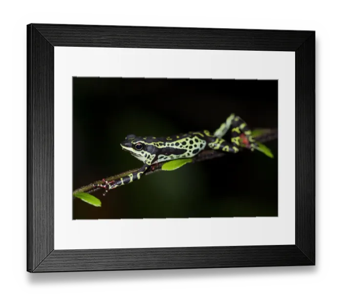 Framed Print : Pebas stubfoot toad / Harlequin toad (Atelopus spumarius) stretching on branch, Yasuni Framed Print : Pebas stubfoot toad / Harlequin toad (Atelopus spumarius) stretching on branch, Yasuni