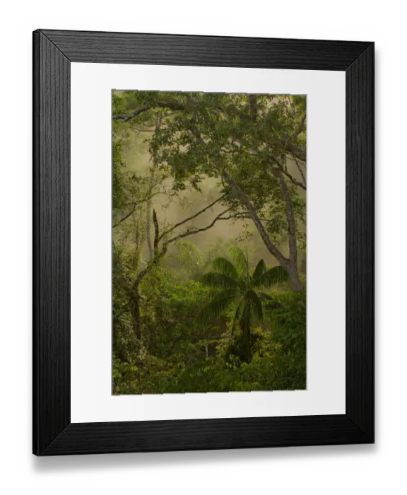 Framed Print : Amazonian trees and vegetation at sunrise, Tambopata, Madre de Dios, Peru, April 2014 Framed Print : Amazonian trees and vegetation at sunrise, Tambopata, Madre de Dios, Peru, April 2014