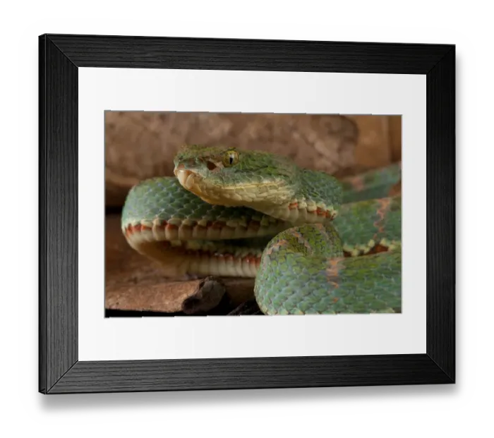 Framed Print : Eyelash viper (Bothriechis schlegelii) portrait, Canande, Esmeraldas, Ecuador Framed Print : Eyelash viper (Bothriechis schlegelii) portrait, Canande, Esmeraldas, Ecuador