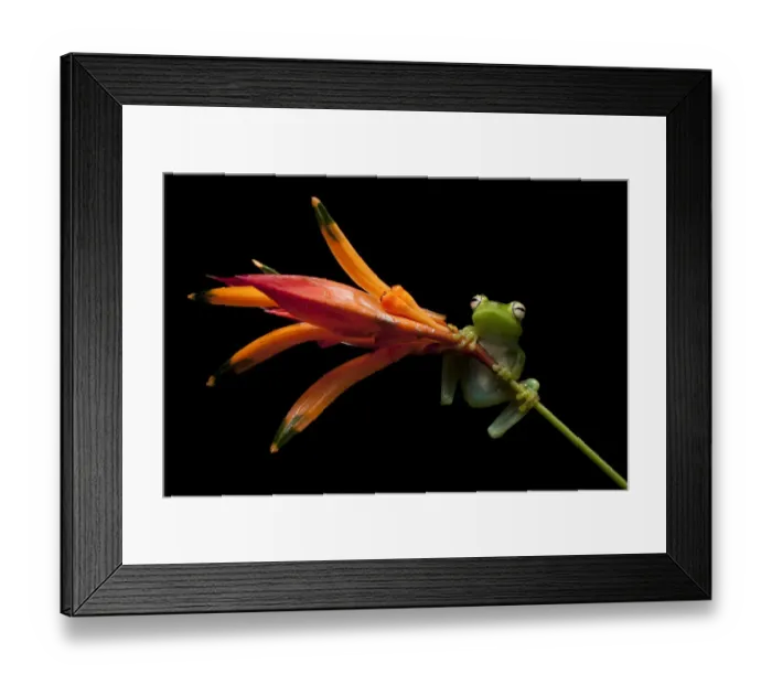 Framed Print : Palmar tree frog (Boana / Hypsiboas pellucens) on plant stem, Mindo, Pichincha, Ecuador Framed Print : Palmar tree frog (Boana / Hypsiboas pellucens) on plant stem, Mindo, Pichincha, Ecuador