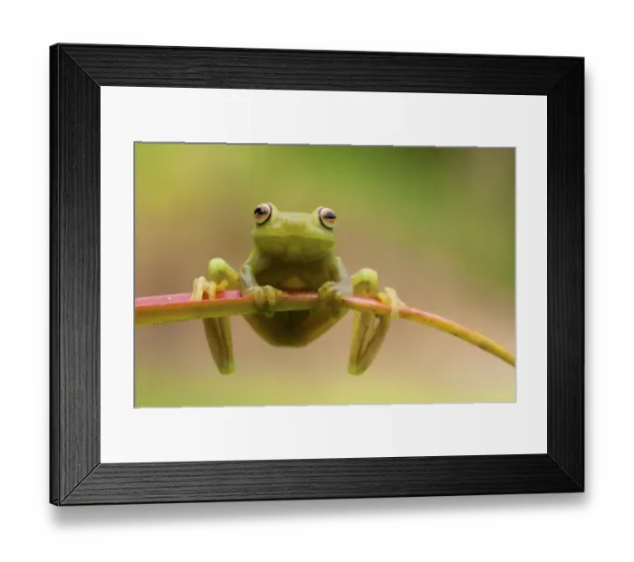 Framed Print : Ashy tree frog (Hypsiboas cinerascens) on leaf, Yasuni National Park, Orellana, Ecuador Framed Print : Ashy tree frog (Hypsiboas cinerascens) on leaf, Yasuni National Park, Orellana, Ecuador