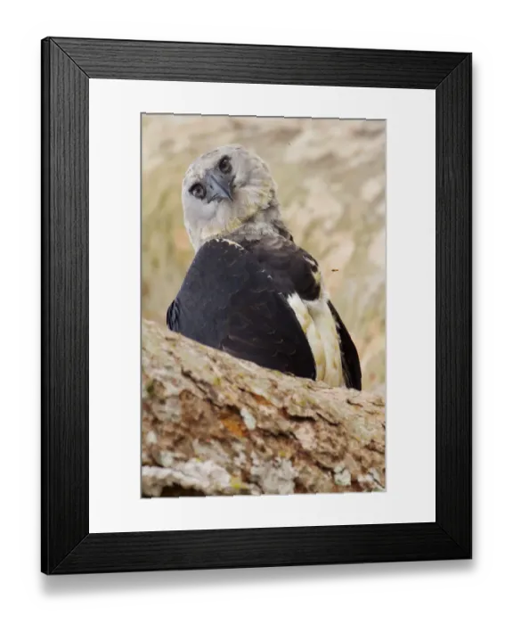 Framed Print : Harpy eagle (Harpia harpyja) portrait, Tambopata, Madre de Dios, Peru Framed Print : Harpy eagle (Harpia harpyja) portrait, Tambopata, Madre de Dios, Peru