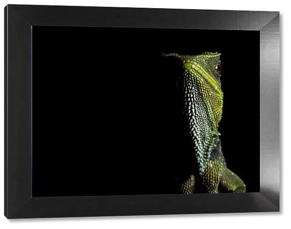 O Shaughnessys dwarf iguana  /  Red-eyed dwarf iguana (Enyalioides oshaughnessyi) portrait