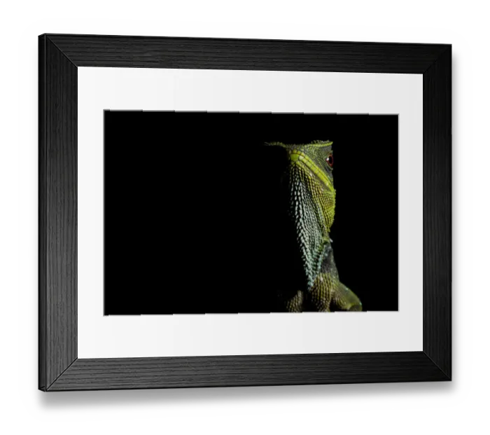 Framed Print : O Shaughnessys dwarf iguana / Red-eyed dwarf iguana (Enyalioides oshaughnessyi) portrait Framed Print : O Shaughnessys dwarf iguana / Red-eyed dwarf iguana (Enyalioides oshaughnessyi) portrait